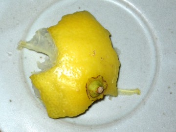lemon1.jpg